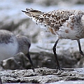 Curlew Sandpiper S to W<br />Canon EOS 7D + EF300 F2.8L III + EF1.4xII